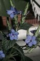azul claro Flores de salón Salvia Azul, Azul Eranthemum arbustos Foto, cultivo y descripción, características y cultivación