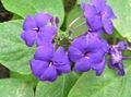 紫丁香 楼花 蓝色鼠尾草，蓝色Eranthemum 灌木 照, 养殖 和 描述, 特点 和 成长