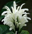 fehér Brazíliai Tolla, Flamingó Virág cserje, Jacobinia fénykép, termesztés és leírás, jellemzők és növekvő