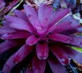 lila Topfblumen Bromelie grasig, Neoregelia Foto, Anbau und Beschreibung, Merkmale und wächst