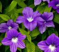 vijolična Sobne Cvetje Browallia travnate fotografija, gojenje in opis, značilnosti in rast