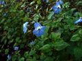 ღია ლურჯი შიდა ყვავილები Browallia ბალახოვანი მცენარე სურათი, გაშენების და აღწერა, მახასიათებლები და იზრდება