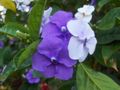 紫丁香 楼花 昨天 - 今天 - 明天Brunfelsia， 灌木 照, 养殖 和 描述, 特点 和 成长