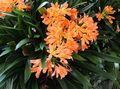 narancs Beltéri Virágok Bokor Liliom, Boslelie lágyszárú növény, Clivia fénykép, termesztés és leírás, jellemzők és növekvő