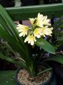 黄 楼花 布什百合，boslelie 草本植物, Clivia 照, 养殖 和 描述, 特点 和 成长