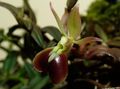 Bilde Knapp Orkide Urteaktig Plante beskrivelse, kjennetegn og voksende