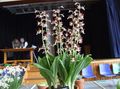 коричневий Кімнатні Квіти Каланта трав'яниста, Calanthe Фото, вирощування і опис, характеристика і зростаючий