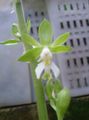 žalias Vidinis gėlės Kalantė žolinis augalas, Calanthe Nuotrauka, auginimas ir aprašymas, charakteristikos ir augantis