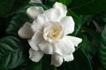 balts Iekštelpu ziedi Cape Jasmīns krūms, Gardenia Foto, audzēšana un apraksts, raksturlielumi un augošs