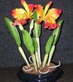 Bilde Cattleya Orkide Urteaktig Plante beskrivelse, kjennetegn og voksende