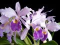 fénykép Cattleya Orchidea Lágyszárú Növény leírás, jellemzők és növekvő