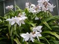 白 楼花 文殊 草本植物, Crinum 照, 养殖 和 描述, 特点 和 成长