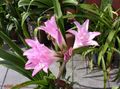 粉红色 楼花 文殊 草本植物, Crinum 照, 养殖 和 描述, 特点 和 成长