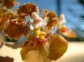 照 跳舞的女士兰花，塞德罗斯蜂，豹兰花 草本植物 描述, 特点 和 成长