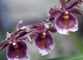 Foto Tanzendame Orchidee, Cedros Biene, Leoparden Orchidee Grasig Beschreibung, Merkmale und wächst