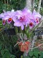 fénykép Dendrobium Orchidea Lágyszárú Növény leírás, jellemzők és növekvő