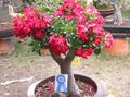 piros Beltéri Virágok Sivatagi Rózsa fa, Adenium fénykép, termesztés és leírás, jellemzők és növekvő