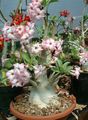 рожевий Кімнатні Квіти Адениума дерево, Adenium Фото, вирощування і опис, характеристика і зростаючий
