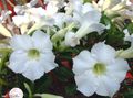 bijela Sobne cvijeće Desert Rose drveta, Adenium Foto, uzgajanje i opis, karakteristike i uzgoj