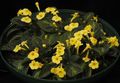 jaune des fleurs en pot Episcia herbeux Photo, la culture du sol et la description, les caractéristiques et un cultivation