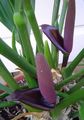 照 火鹤花，心脏花 草本植物 描述, 特点 和 成长