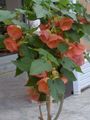 rózsaszín Virágzás Juhar, Sírva Juhar, Kínai Lámpa fa, Abutilon fénykép, termesztés és leírás, jellemzők és növekvő