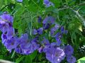 azul claro Arce Floración, Arce Llorando, Linterna China arboles, Abutilon Foto, cultivo y descripción, características y cultivación
