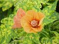 naranja Arce Floración, Arce Llorando, Linterna China arboles, Abutilon Foto, cultivo y descripción, características y cultivación