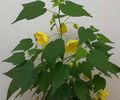gul Blomstring Lønn, Gråtende Lønn, Kinesisk Lykt treet, Abutilon Bilde, dyrking og beskrivelse, kjennetegn og voksende