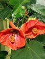 piros Virágzás Juhar, Sírva Juhar, Kínai Lámpa fa, Abutilon fénykép, termesztés és leírás, jellemzők és növekvő