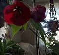 бордовий Кімнатні Квіти Абутілон (Кімнатний Клен) дерево, Abutilon Фото, вирощування і опис, характеристика і зростаючий