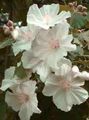 hvit Blomstring Lønn, Gråtende Lønn, Kinesisk Lykt treet, Abutilon Bilde, dyrking og beskrivelse, kjennetegn og voksende