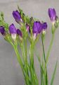 Bilde Fresia Urteaktig Plante beskrivelse, kjennetegn og voksende