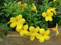 amarillo Flores de salón Arbusto Trompeta De Oro liana, Allamanda Foto, cultivo y descripción, características y cultivación