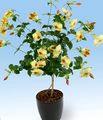 gul Innendørs Blomster Golden Trompet Busk liana, Allamanda Bilde, dyrking og beskrivelse, kjennetegn og voksende