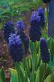 modra Sobne Cvetje Hyacinth Grape travnate, Muscari fotografija, gojenje in opis, značilnosti in rast