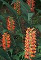 červená Kvetinové Kvety Hedychium, Motýľ Zázvor trávovitý fotografie, pestovanie a popis, vlastnosti a pestovanie