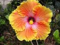turuncu Kapalı çiçek Ebegümeci çalı, Hibiscus fotoğraf, yetiştirme ve tanım, özellikleri ve büyüyen