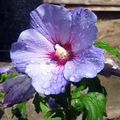 leylak Kapalı çiçek Ebegümeci çalı, Hibiscus fotoğraf, yetiştirme ve tanım, özellikleri ve büyüyen