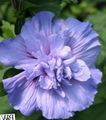açık mavi Kapalı çiçek Ebegümeci çalı, Hibiscus fotoğraf, yetiştirme ve tanım, özellikleri ve büyüyen