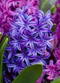 Bilde Hyacinth Urteaktig Plante beskrivelse, kjennetegn og voksende
