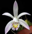 branco Flores Internas Indian Crocus planta herbácea, Pleione foto, cultivo e descrição, características e crescente