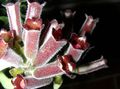 vin roșu Flori de Interior Plantă Ruj,  planta erbacee, Aeschynanthus fotografie, cultivare și descriere, caracteristici și în creștere