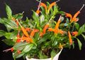 laranja Flores Internas Lipstick Plant,  planta herbácea, Aeschynanthus foto, cultivo e descrição, características e crescente