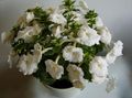 bijela Magija Cvijet, Orah Orhideja ampel, Achimenes Foto, uzgajanje i opis, karakteristike i uzgoj