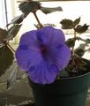 plava Magija Cvijet, Orah Orhideja ampel, Achimenes Foto, uzgajanje i opis, karakteristike i uzgoj