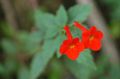crvena Magija Cvijet, Orah Orhideja ampel, Achimenes Foto, uzgajanje i opis, karakteristike i uzgoj