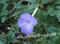 svijetlo plava Magija Cvijet, Orah Orhideja ampel, Achimenes Foto, uzgajanje i opis, karakteristike i uzgoj
