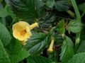 žuta Magija Cvijet, Orah Orhideja ampel, Achimenes Foto, uzgajanje i opis, karakteristike i uzgoj