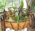 照 猴竹壶 藤本植物 描述, 特点 和 成长